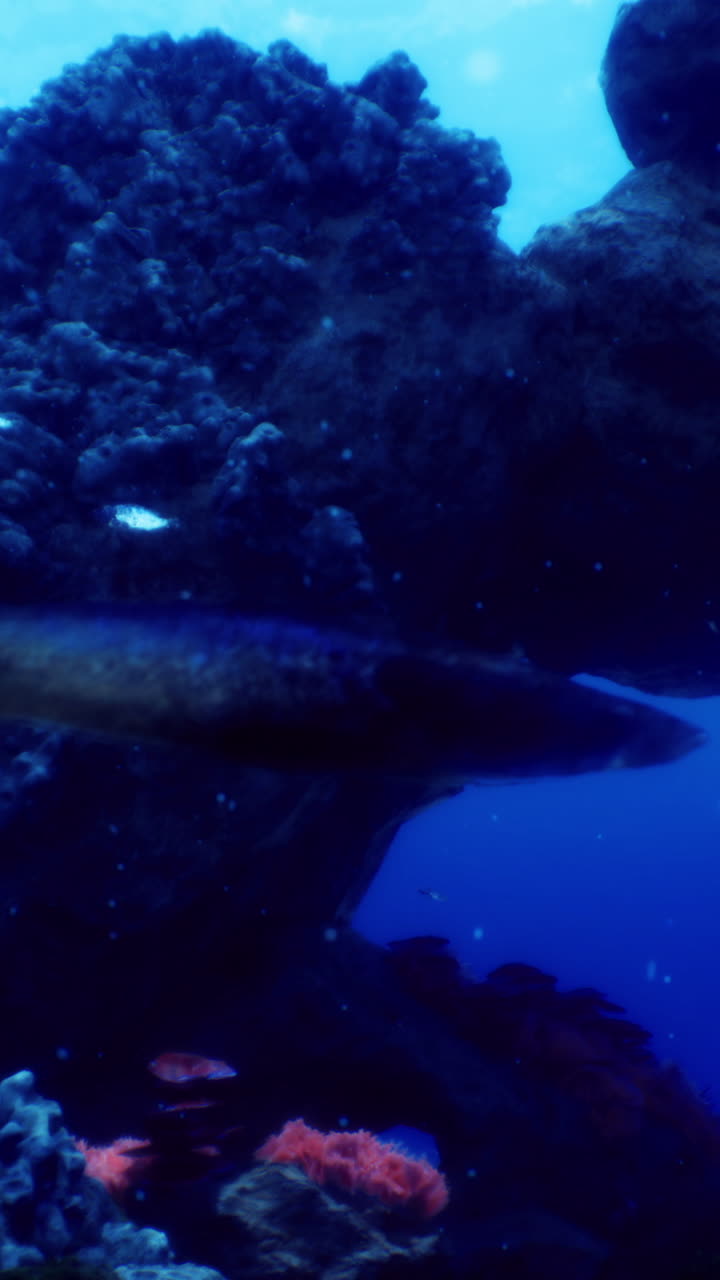 Exploring vibrant underwater coral reefs in a deep ocean ecosystem