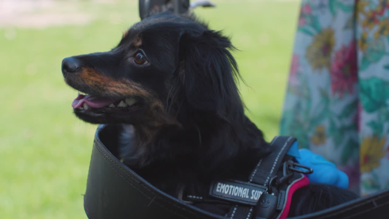 A cheerful dog sits comfortably in the seat of a woman’s walker outdoors. Great for themes of companionship, aging, mobility, and pet joy.