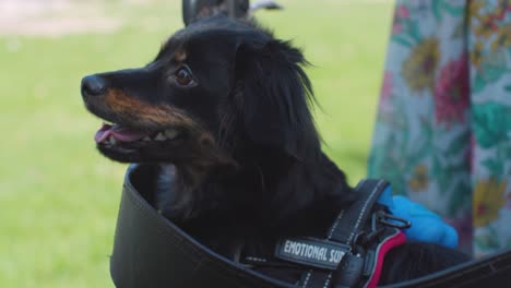 a cheerful dog sits comfortably in the seat of a woman’s walker outdoors. great for themes of companionship, aging, mobility, and pet joy.