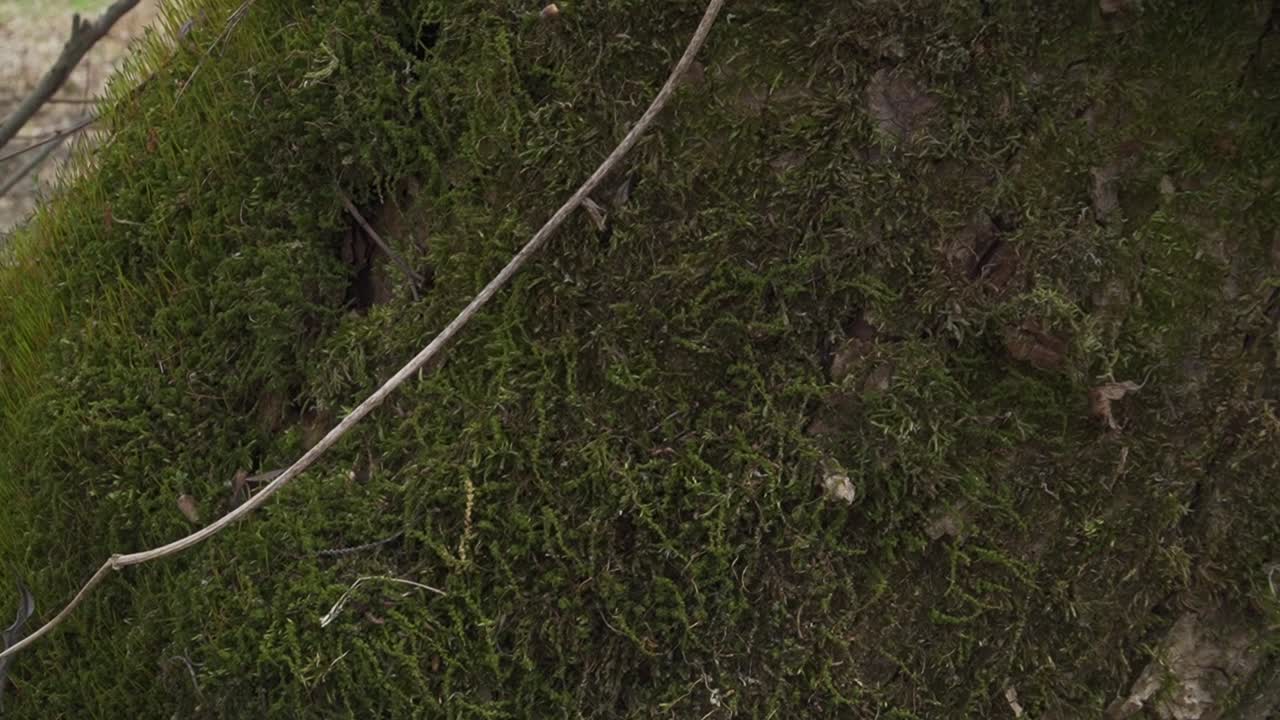 A detailed close-up of a vibrant moss-covered surface, featuring a dry branch resting on it. Ideal for nature photography, environmental themes, and organic textures