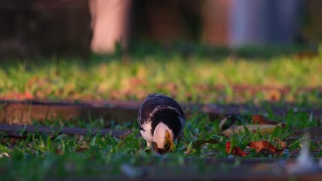 picando un poco de hierba mientras busca comida para comer, un estornino de cuello negro gracupica nigricollis, está buscando alimento en un parque público en tailandia