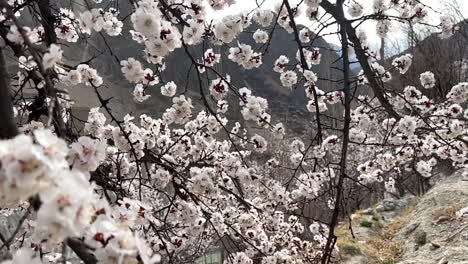 Florece-En-El-árbol,-Florece-En-Primavera