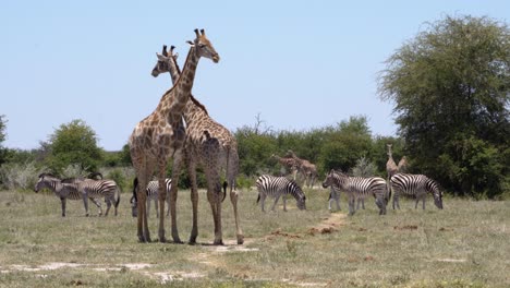 Afrikas-Vielfalt-Vom-Feinsten