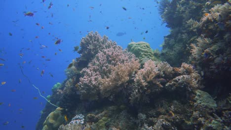 cámara deslizándose sobre hermosos arrecifes saludables en indonesia