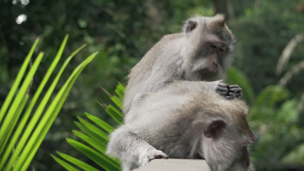 Two monkeys in the forest, one fleeing the other 4k