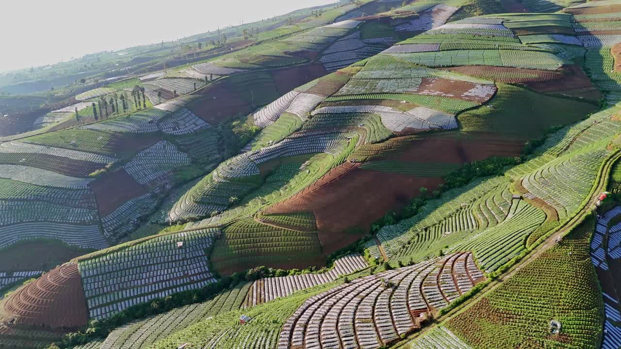 Serene drone shot of endless farmlands bathed in sunrise light. Plantation on the mountain slope.