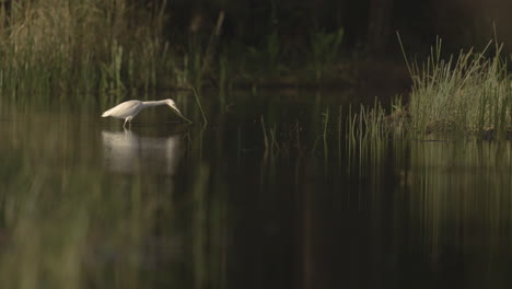 snowy egret hunting in a calm pond