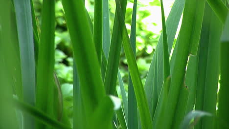 close-up of bulrushes growing in a garden