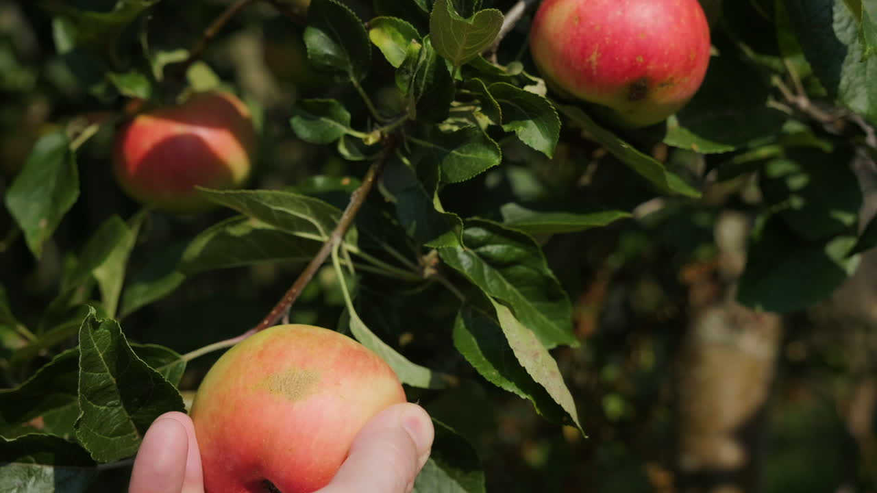 recogiendo una manzana roja y verde de un árbol en un jardín soleado en el reino unido