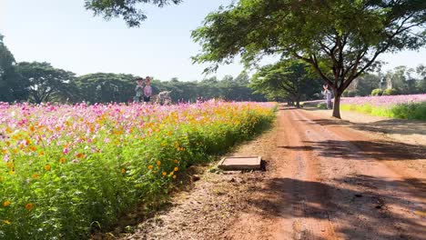 pathway through vibrant cosmos flower garden