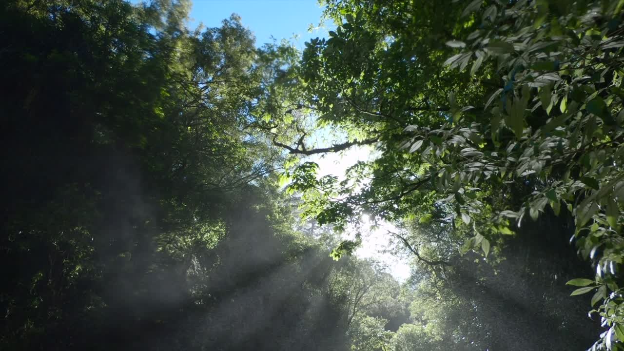 Sunlight shining through the forest canopy