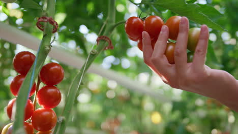 trabajador agrícola mano de cerca tocando tomates analizando la calidad en la plantación