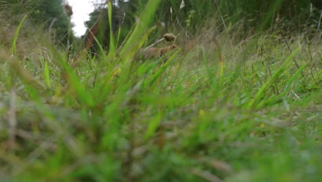 close-up of green grass with a soft focus on the surrounding area. the image captures the natural beauty and a sneaky fox running behind the vibrant grass