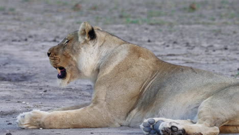 resting lioness breathes heavily, laying on the dry ground in nxai pan national park