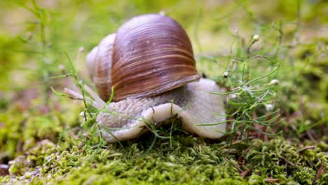 helix pomatia also roman snail, burgundy snail