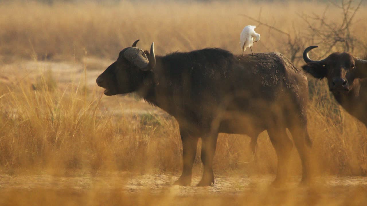 An African buffalo (Syncerus caffer) grazes in tall golden savanna grass as a cattle egret (Bubulcus ibis) perches on its back at sunrise in Uganda amid acacia floodplains at dawn, static camera shot