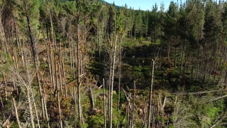 Aerial-view-over-pine-trees-damaged-by-cyclone