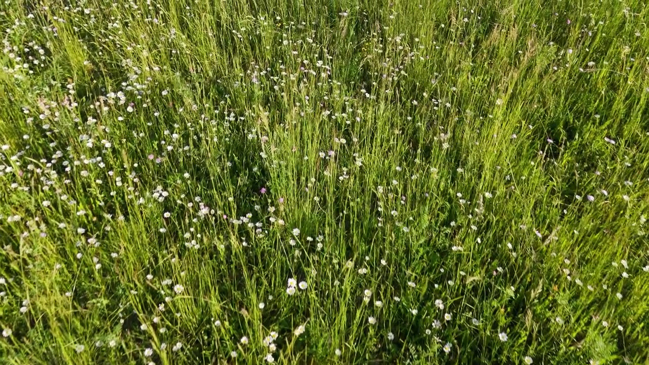 Overhead View of Green Meadow with Wildflowers Swaying in Wind