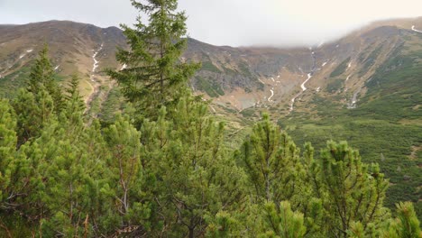 pan shot of spring mountain scenery of high tatra mountains with pine trees in foreground, slovakia