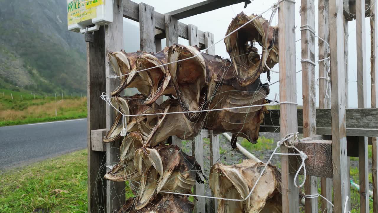 노르웨이 로포텐 섬 에서 기념품 으로 선반 에 죽은 고어 머리 를 건조 시키는 것