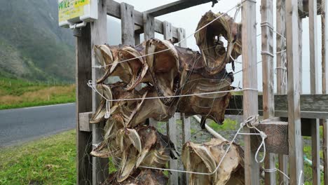 Cabezas-De-Bacalao-Muertas-Secándose-En-Rejillas-Como-Recuerdo-En-Las-Islas-Lofoten,-Noruega