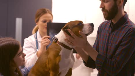 vet examining the dog