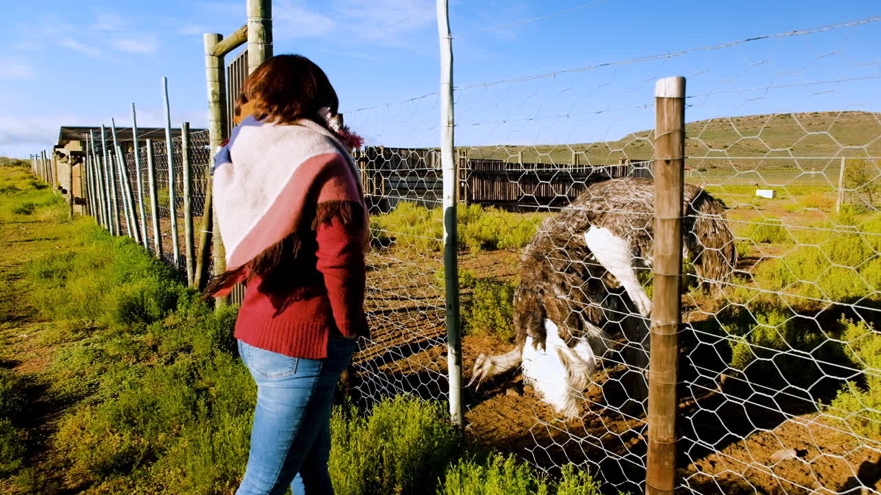 mujer de pie junto a la valla observando la alimentación de avestruz hembra en el recinto
