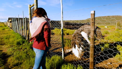 woman stands next to fence observing feeding female ostrich in enclosure