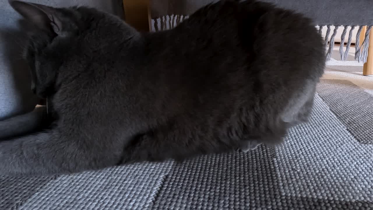 Adorable gray cat sneaking under a chair, playful and curious moment at home