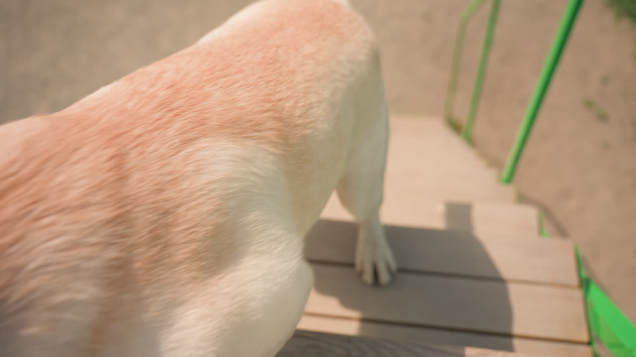 강아지가 열정적으로 계단을 뛰어 올라 주인에게 달려가요. 래브라도가 웃는 남자를 맞이하기 위해 계단을 빠르게 뛰어 올라가요. 행복한 강아지들이 주인을 만나 기쁘게 인사하려고 열정적으로 계단을 올라가요.