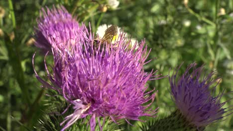 Extreme close-up of a honey bee making its way across a purple thistle flower