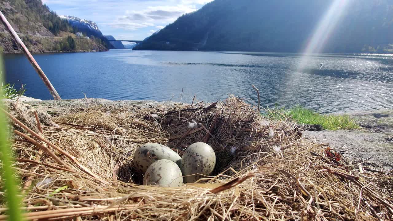 tres huevos de gaviota poniendo en el nido con el fondo del fiordo de noruega y los rayos de sol de la esquina superior derecha - primer plano estático de mano