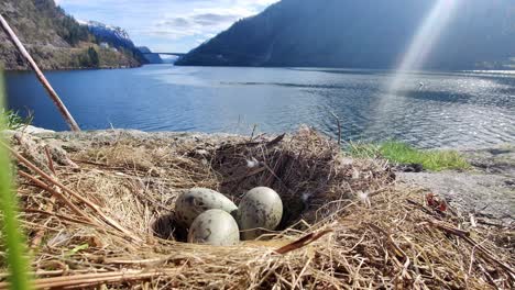 three seagull eggs laying in nest with norway fjord background and sunrays from top right corner - static handheld closeup