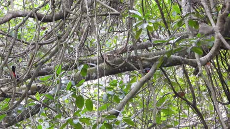 Pair-Of-Keel-Billed-Toucans-Seen-Behind-Dense-Tree-Branches-Before-On-Flies-Away