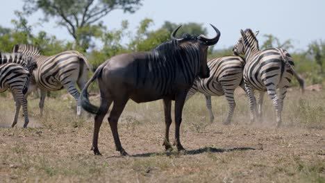 wildebeest watching burchells zebra herd running in african savanna, full frame slow motion