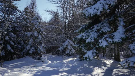 Escena-Cinematográfica-En-El-Bosque-De-Abetos-De-Los-Vosgos-Cargado-De-Nieve-Blanca-Y-Fresca-En-Invierno.