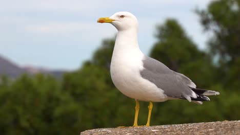 close up of seagull sitting on top of stone, looking around