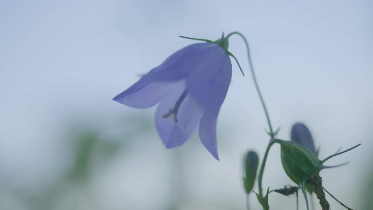 단 하나의 블루벨 꽃의 클로즈업