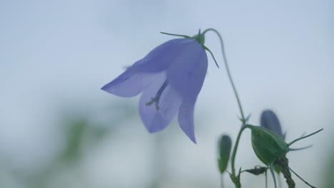 close-up of a single bluebell flower