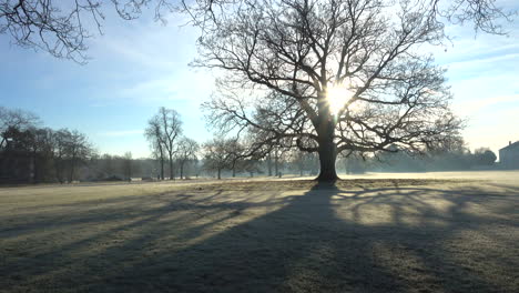 mañana helada con un árbol grande en un parque en londres