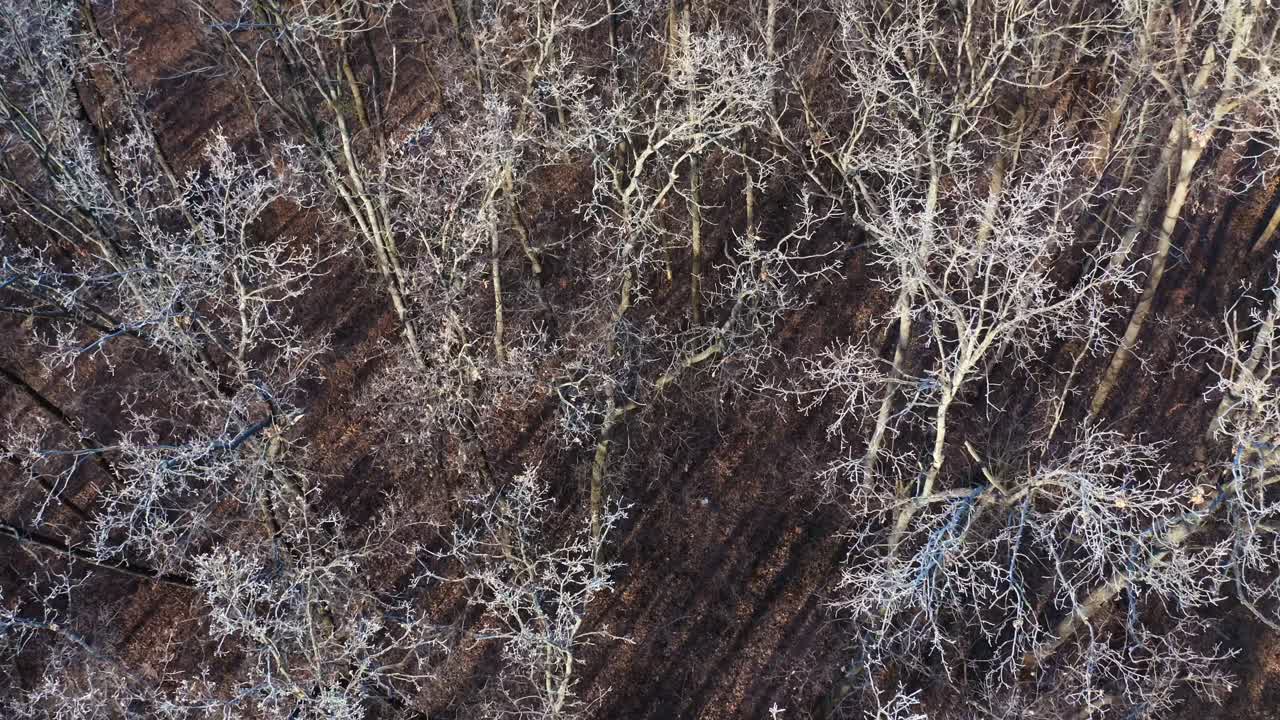 Forest in winter. Flight over the naked trees with frozen branches. Nature in winter time. Top aerial view. Slow motion.