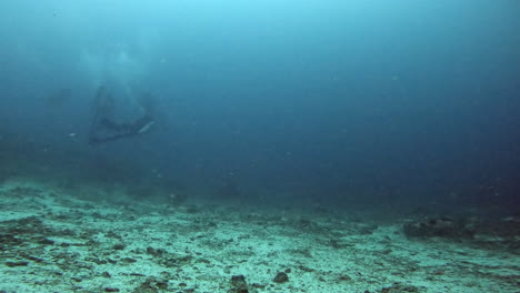 aquatic shot of diver exploring