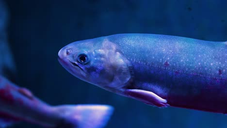 a single fish moves through illuminated blue water