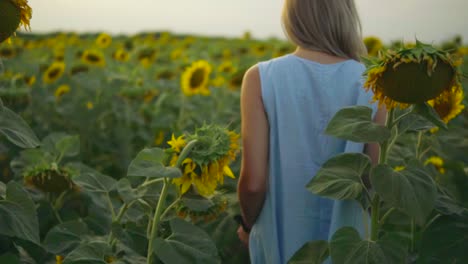 Back-view-of-unrecognizable-blond-woman-in-a-blue-dress-walking-in-a-field-of-sunflowers.-Slow-Motion-shot