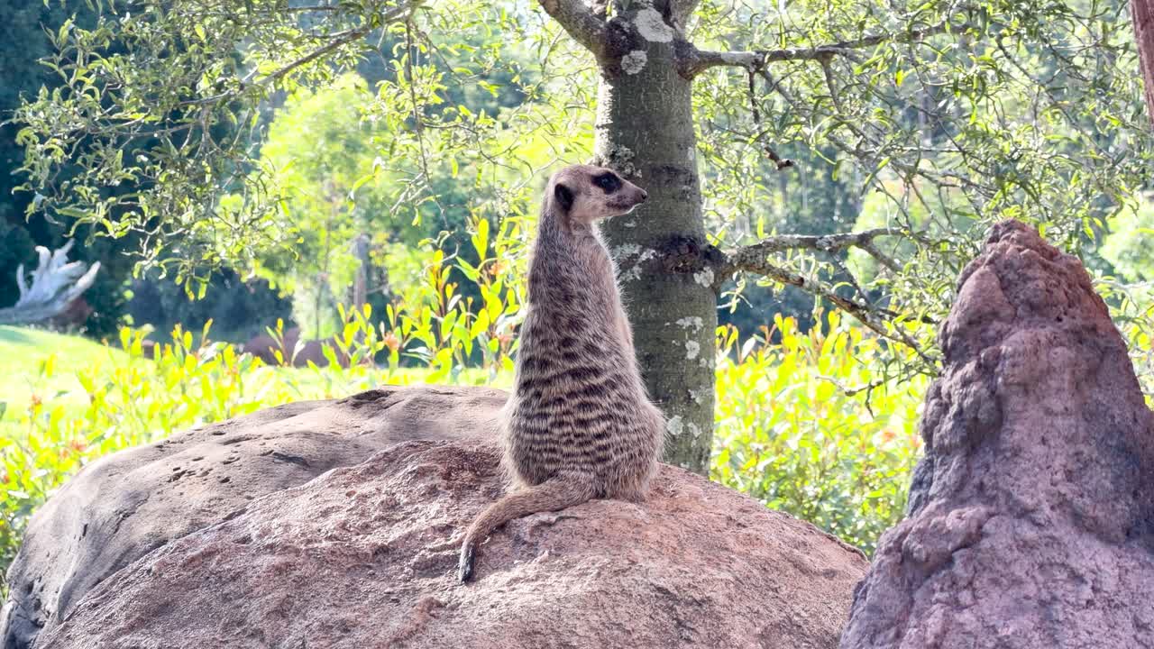 Um suricate está em pé sobre uma rocha, observando os arredores sob a intensa luz solar natural.