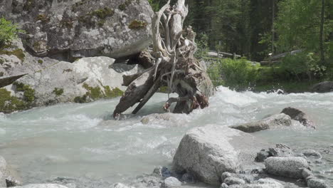 uprooted tree in the stream of the italian alps in slow motion 100 fps