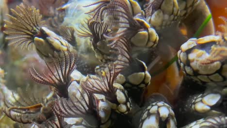 leaf barnacles filter feeding in an intertidal zone