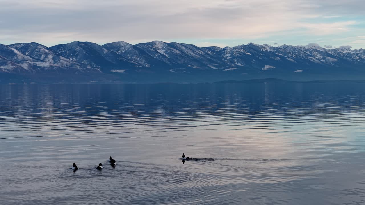 Luftfoto af fugle, der svæver hen over roligt søvand med bjergrefleksioner nær Kalispell, Montana.