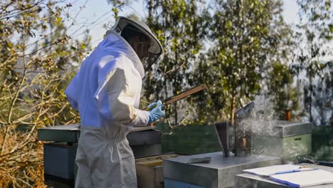 beekeeper removing honeycomb with forceps