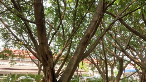 progression of foliage density over time